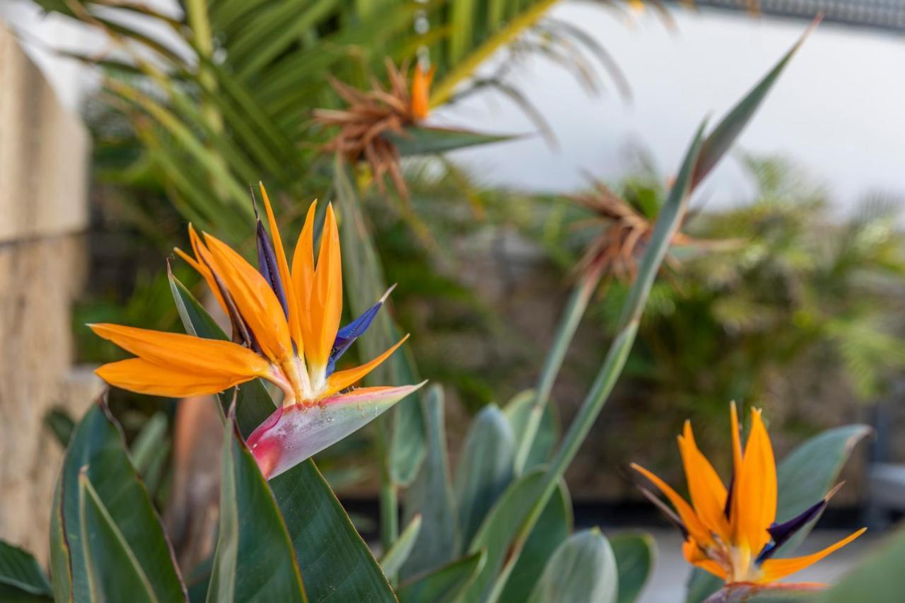 Medano4You The Strelitzia Terrace เอลเมดาโน ภายนอก รูปภาพ